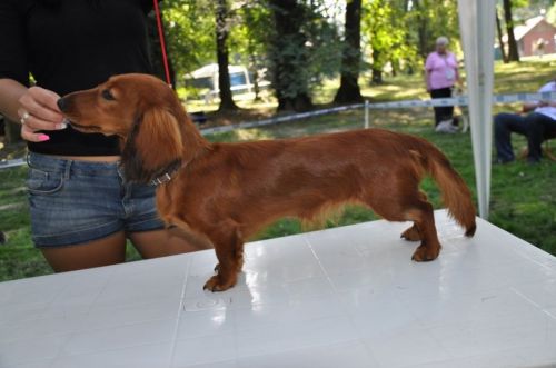 Druga, wsp�lna wystawa NA’ILI NEFERTUM i SHEMSU SHAURI Kollapsar